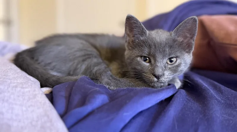 Lily & Tulip thumbnail 3