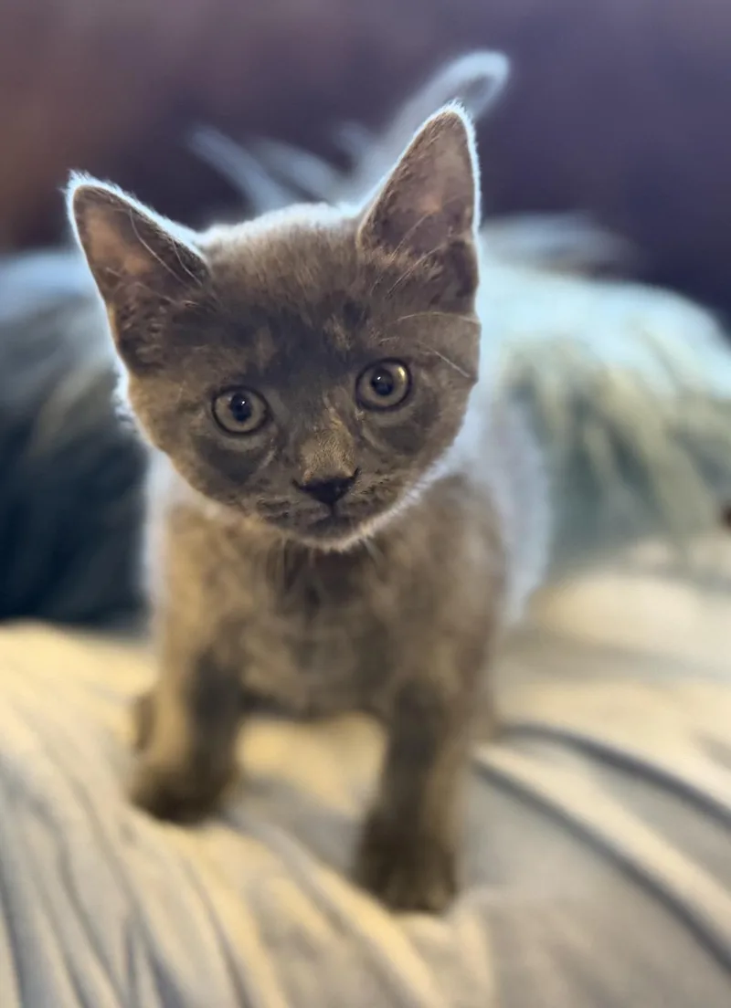 Lily & Tulip thumbnail 4