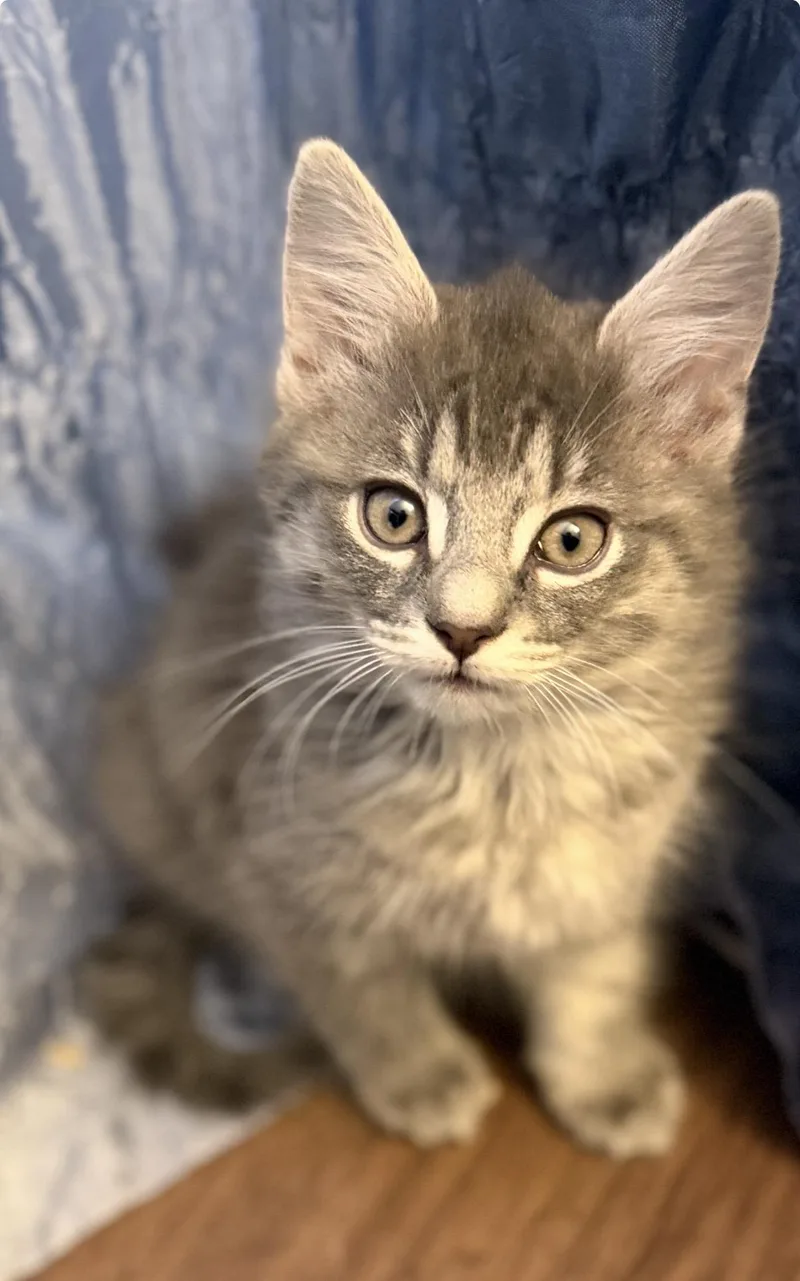 A baby medium-sized female Domestic Short Hair cat named Lily & Tulip for adoption in Old Bridge, NJ
