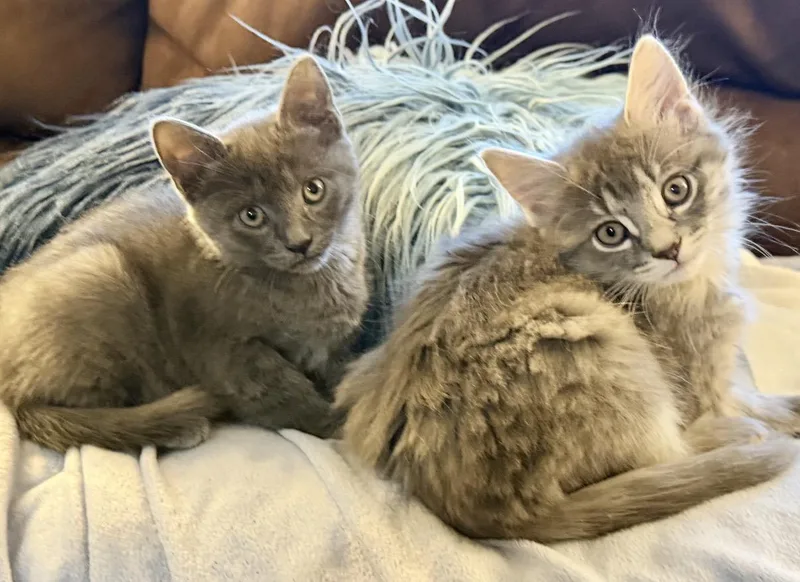 Lily & Tulip thumbnail 5