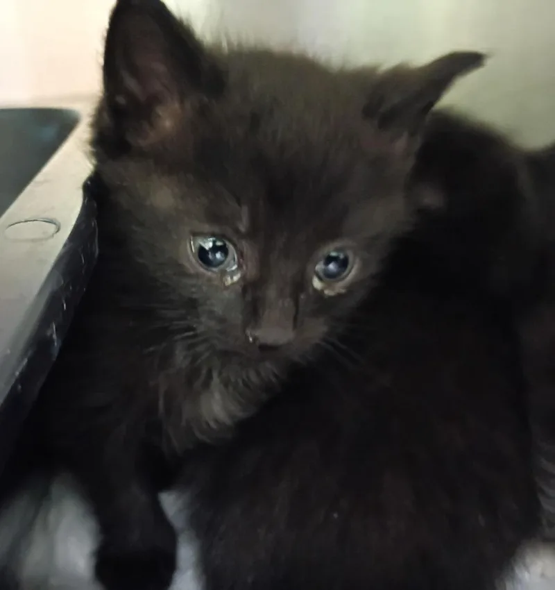 A baby small-sized male Domestic Short Hair cat named Chandler for adoption in La Porte, IN