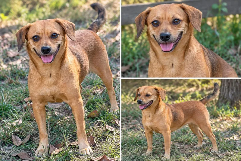 An adult small-sized female Dachshund dog named Apple for adoption in Kiln, MS