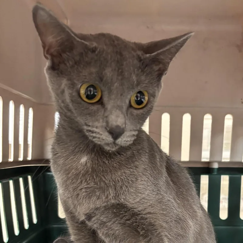 A young medium-sized female Gray / Blue / Silver Domestic Short Hair cat named Smokey for adoption in Birmingham, AL