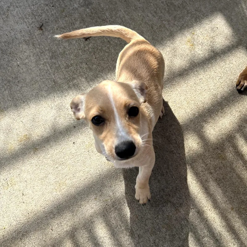 A baby small-sized female Apricot / Beige Chihuahua dog named Beignet for adoption in Monticello, IA