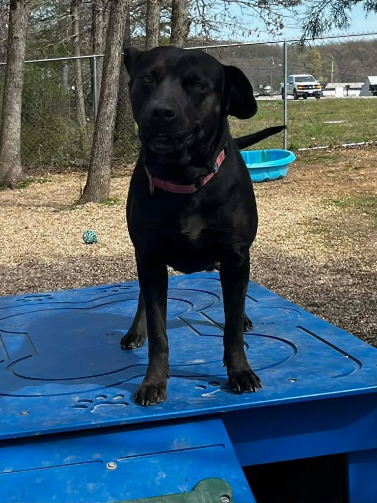 A young medium-sized female Pit Bull Terrier dog named Momma Dog for adoption in Sunrise Beach, MO
