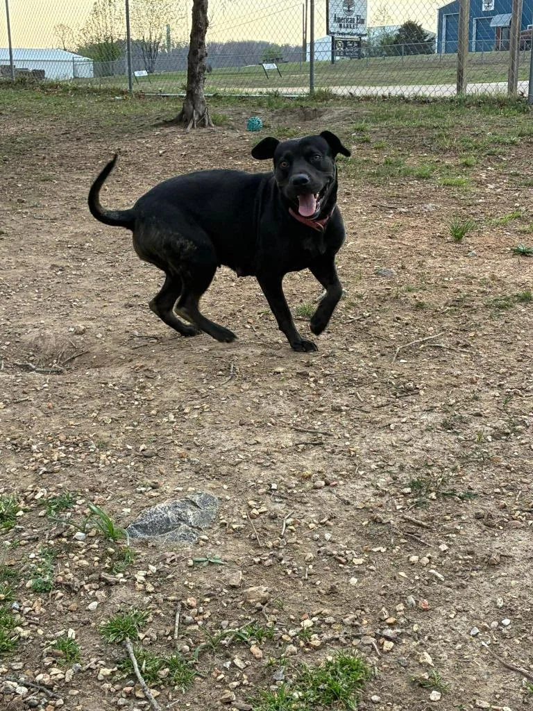 Momma Dog thumbnail 2