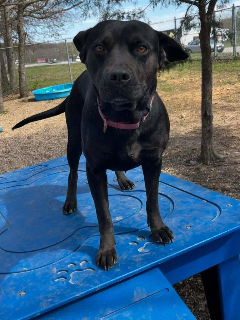 Momma Dog thumbnail 3