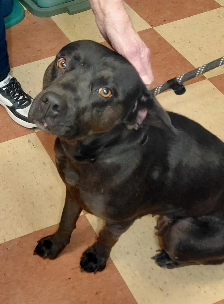 Momma Dog thumbnail 4