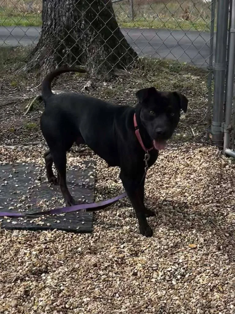 Momma Dog thumbnail 5