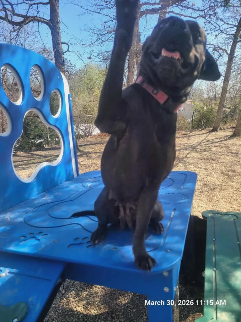 Momma Dog thumbnail 6