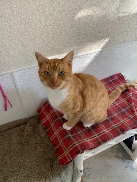 An adult medium-sized male Orange / Red Tabby cat named Rockford for adoption in Hollister, CA