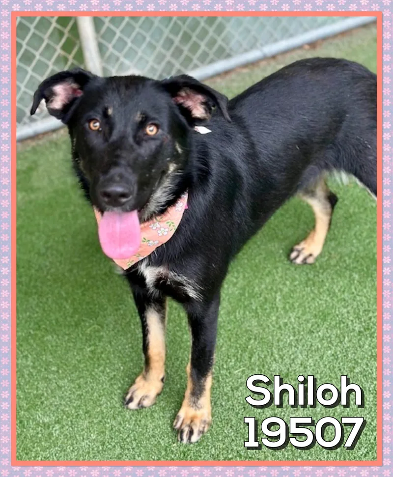 A young medium-sized female Black Shepherd dog named Shiloh for adoption in Marietta, GA