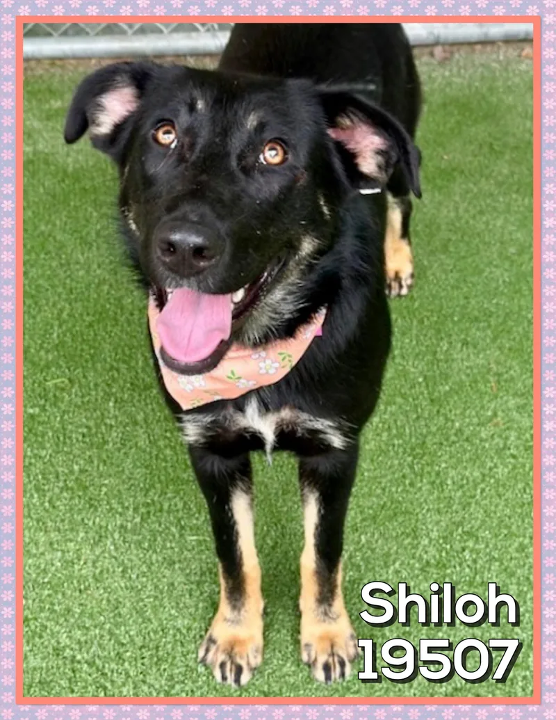 Shiloh thumbnail 2