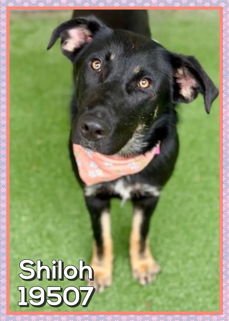 Shiloh thumbnail 3