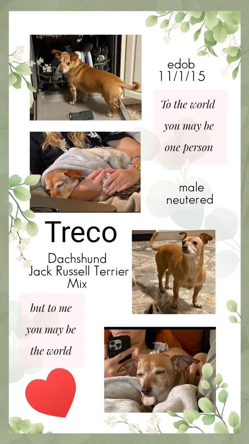 An adult small-sized male Brown / Chocolate Dachshund dog named Treco OR for adoption in Missouri City, TX