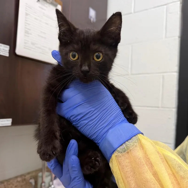 A baby small-sized male Black Domestic Short Hair cat named Ganondorf for adoption in Marshall, VA