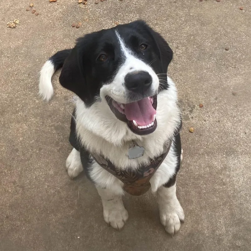 A young large-sized female Black Border Collie dog named Chloe for adoption in Sand Springs, OK