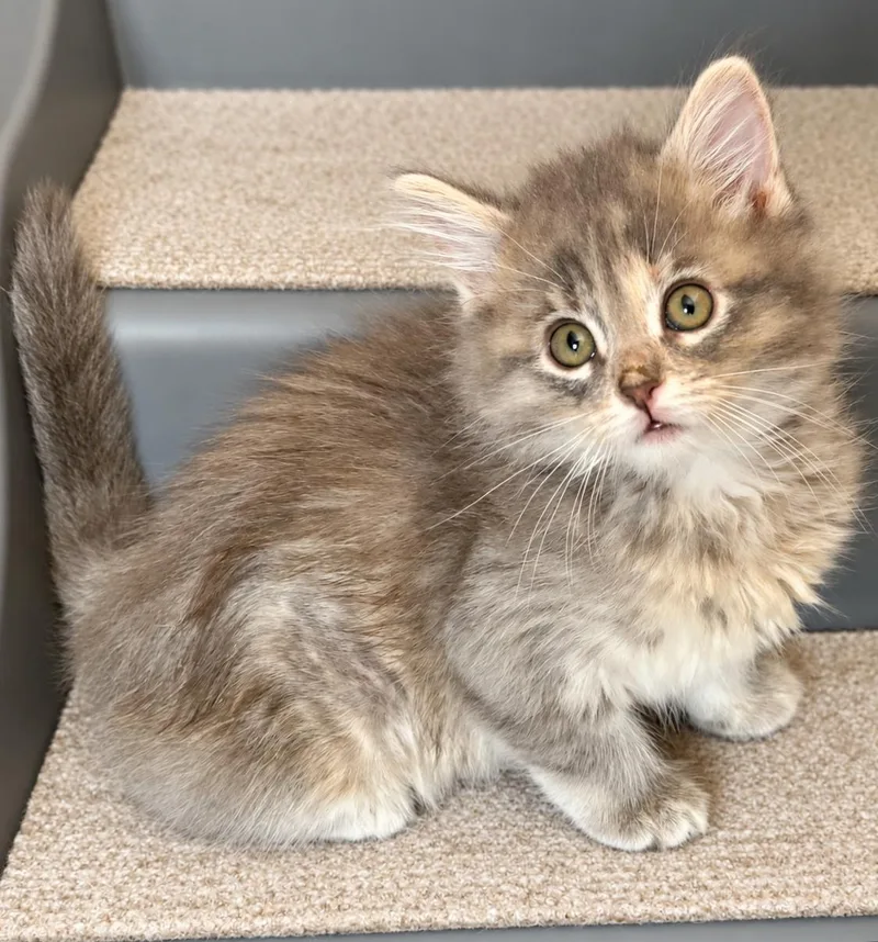 A baby medium-sized female Domestic Medium Hair cat named Astra for adoption in Campbell, CA