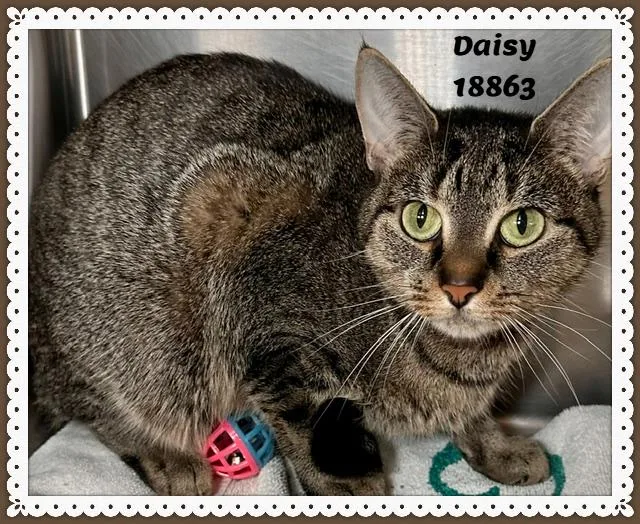 A baby medium-sized female Tabby (Brown / Chocolate) Domestic Short Hair cat named Daisy for adoption in Marietta, GA