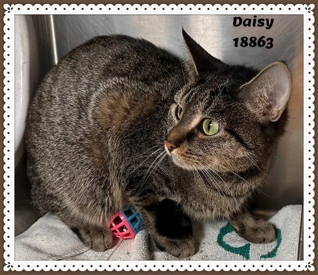 Daisy thumbnail 2