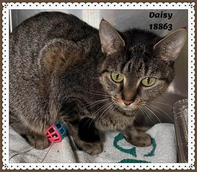 Daisy thumbnail 3