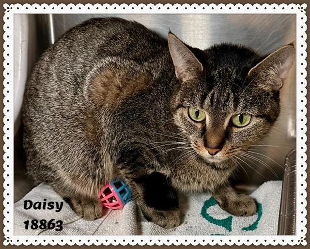 Daisy thumbnail 4