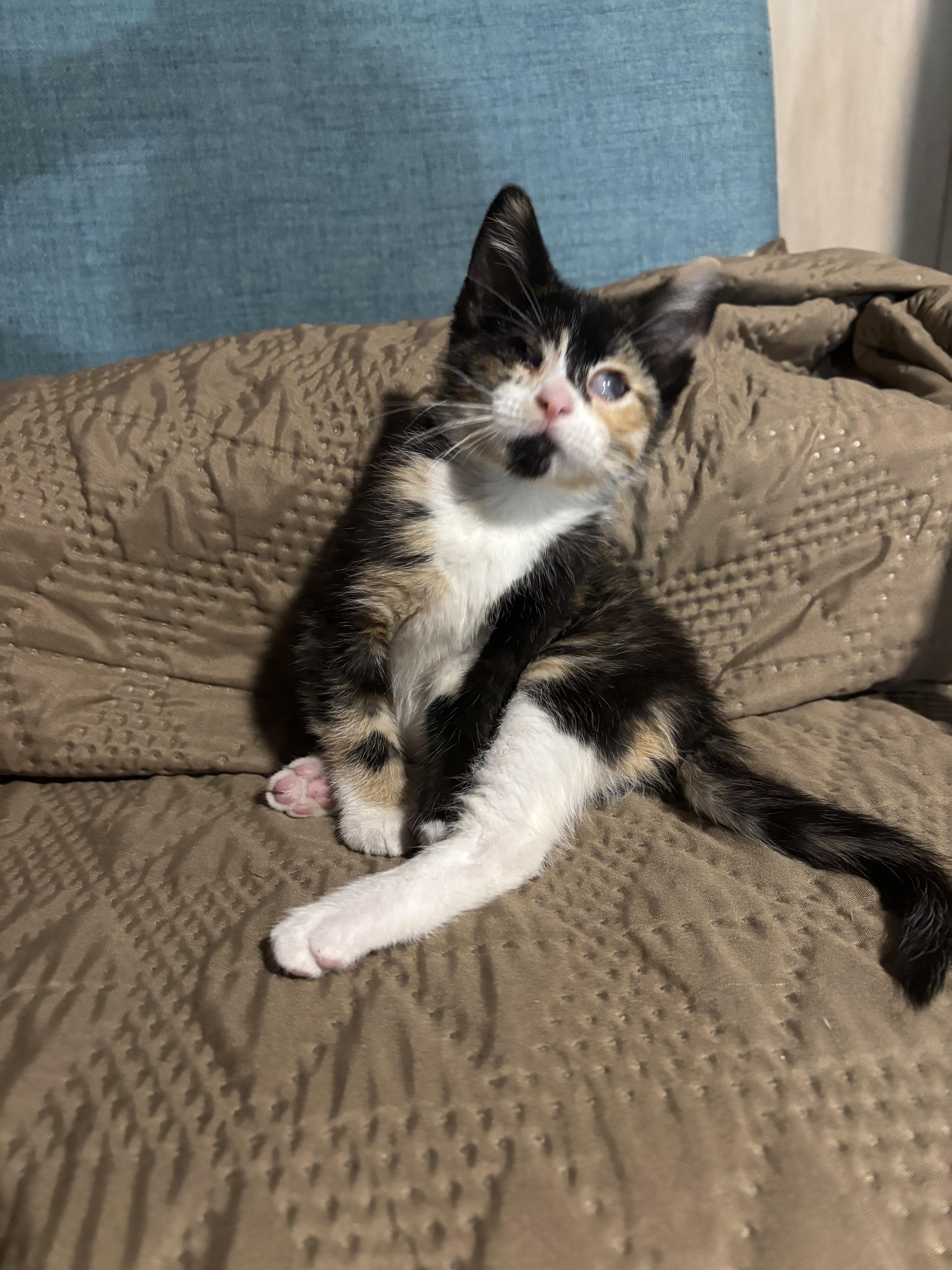 A baby medium-sized female Calico Domestic Short Hair cat named Havarti for adoption in Joliet, IL