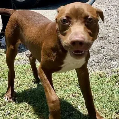 A baby medium-sized male Brown / Chocolate Mixed Breed dog named Courage for adoption in Fernandina Beach, FL