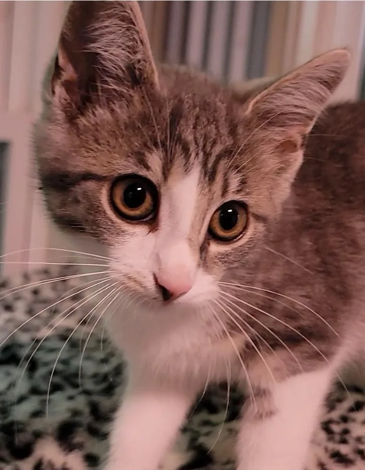 A baby medium-sized female Tabby (Gray / Blue / Silver) Domestic Short Hair cat named Dandelion for adoption in Mount Sterling, KY