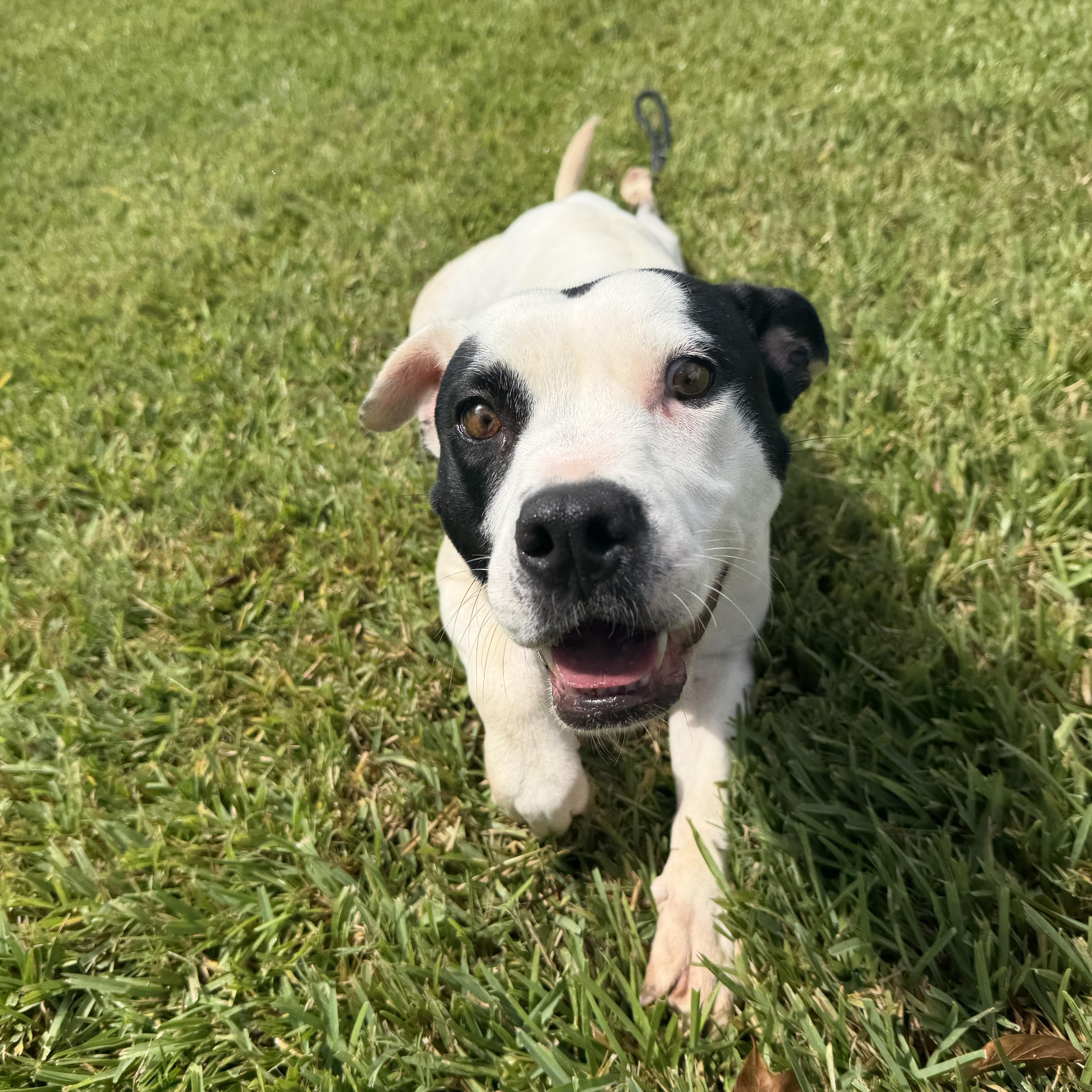 A young medium-sized female Labrador Retriever dog named Zara for adoption in Pearland, TX