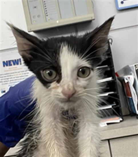 A baby medium-sized male Domestic Short Hair cat named Truffle for adoption in Dallas, TX