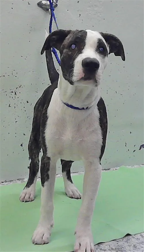 A baby small-sized male Staffordshire Bull Terrier dog named Mario for adoption in Houston, TX