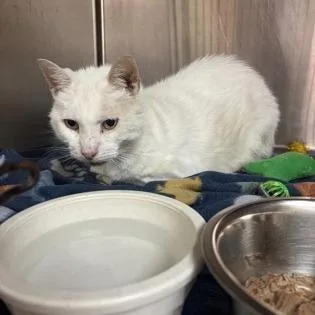 An adult medium-sized male White Domestic Medium Hair cat named Blizzard for adoption in Ashtabula, OH