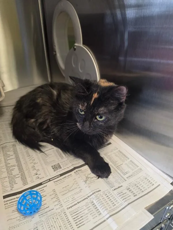 An adult medium-sized female Domestic Short Hair cat named Bailey for adoption in Cortland, NY