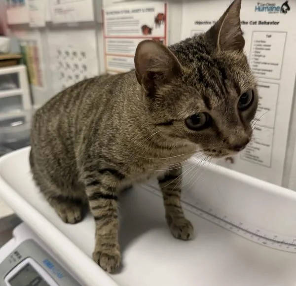 A young medium-sized female Domestic Short Hair cat named Peep for adoption in Escondido, CA