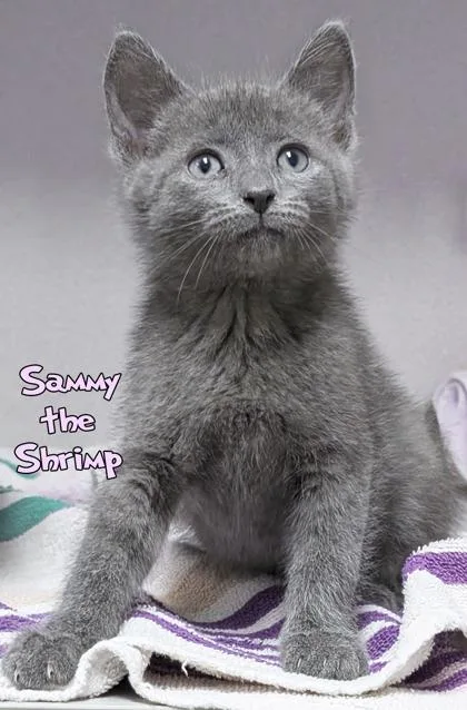 A baby small-sized male Domestic Short Hair cat named Sammy The Shrimp for adoption in Mason, MI
