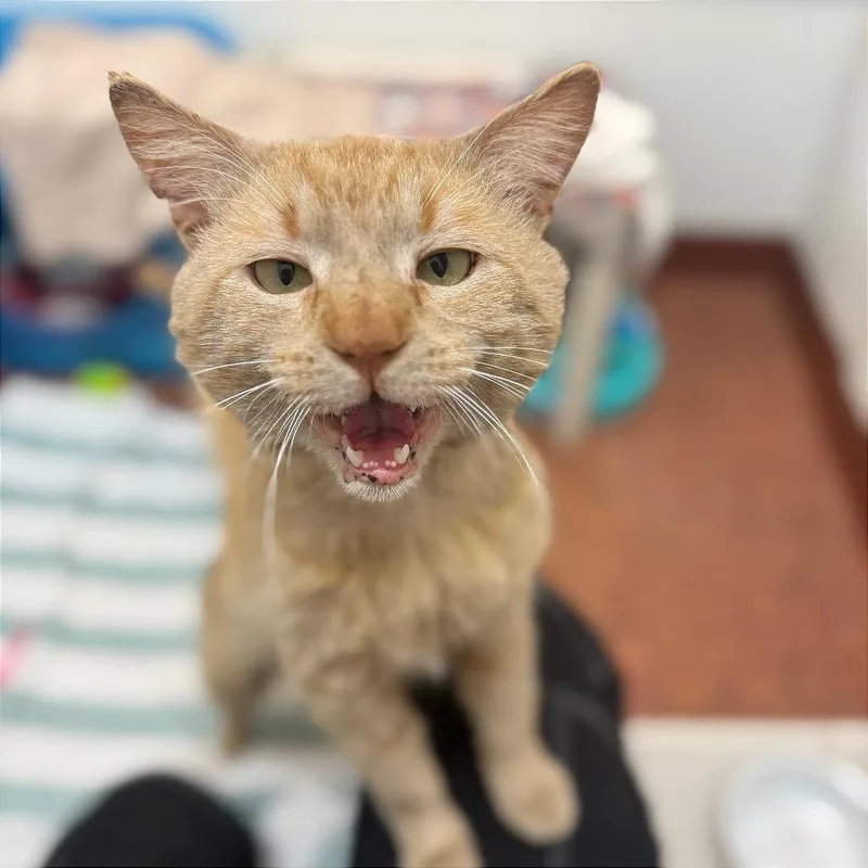 An adult medium-sized male Domestic Short Hair cat named Mango for adoption in Glenwood Springs, CO