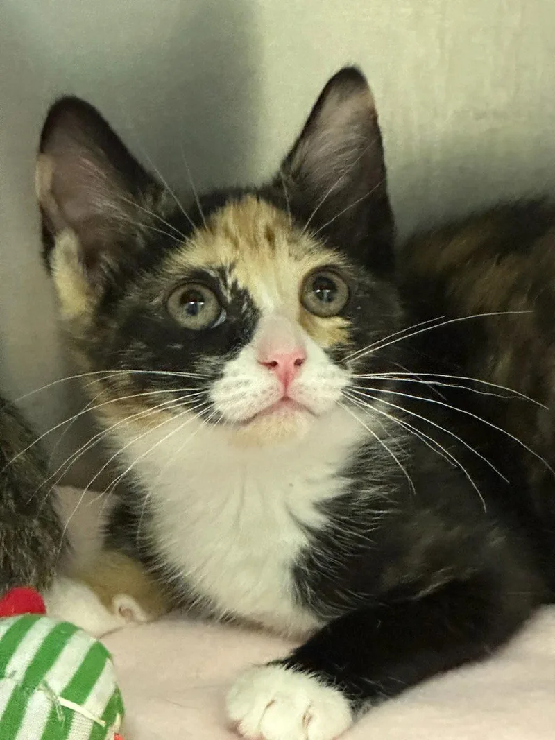 A young medium-sized female Domestic Short Hair cat named Dippin Dots for adoption in Newtown Square, PA