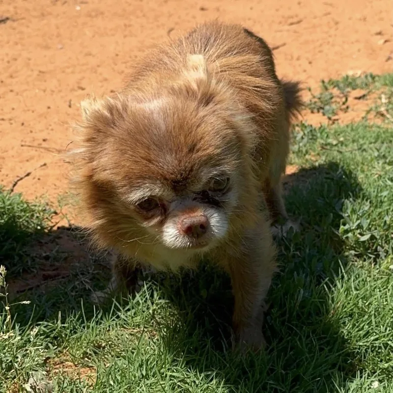 A senior small-sized male Brown / Chocolate Chihuahua dog named Yogi for adoption in Pelham, NH
