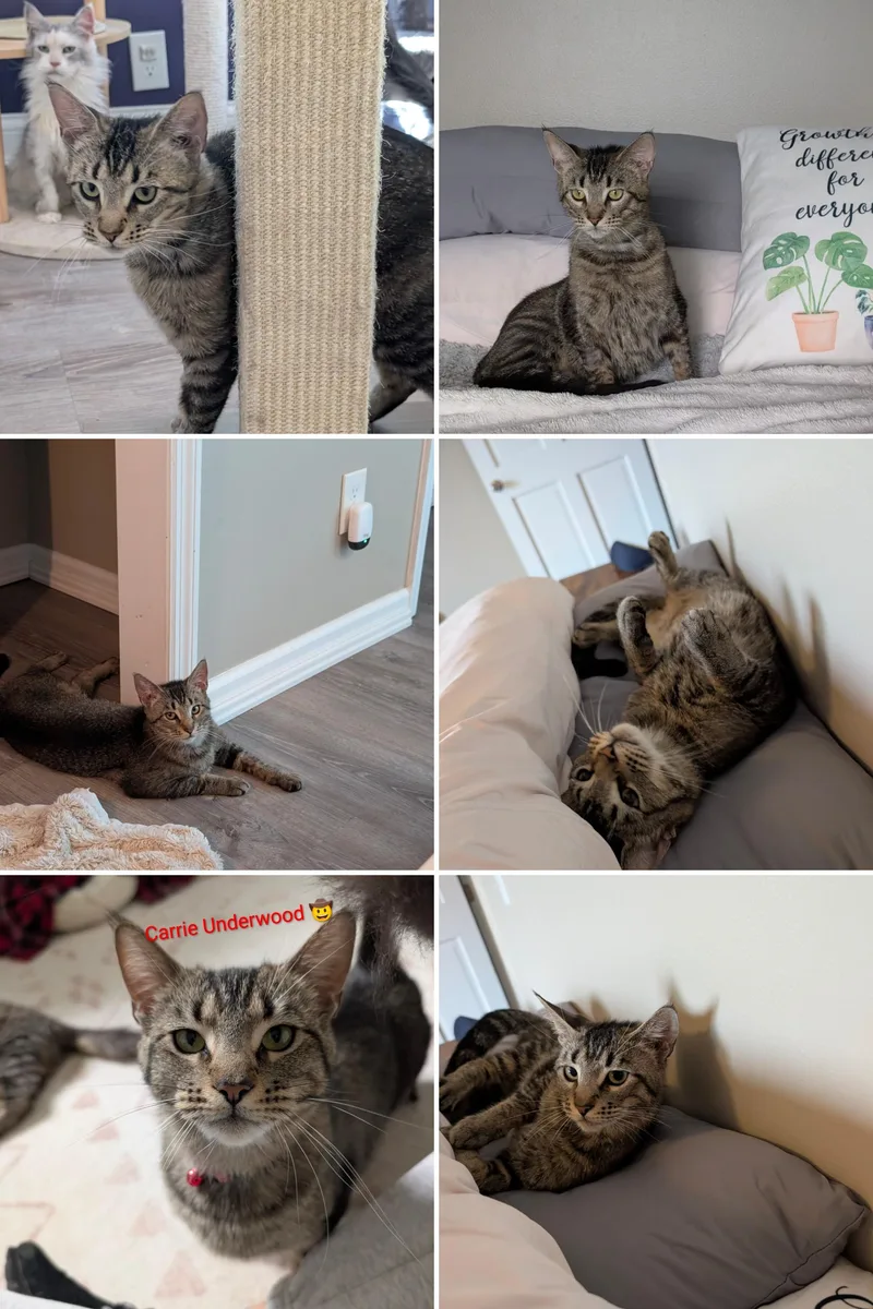 A young medium-sized female Tabby (Brown / Chocolate) Maine Coon cat named Carrie Underwood for adoption in Cincinnati, OH