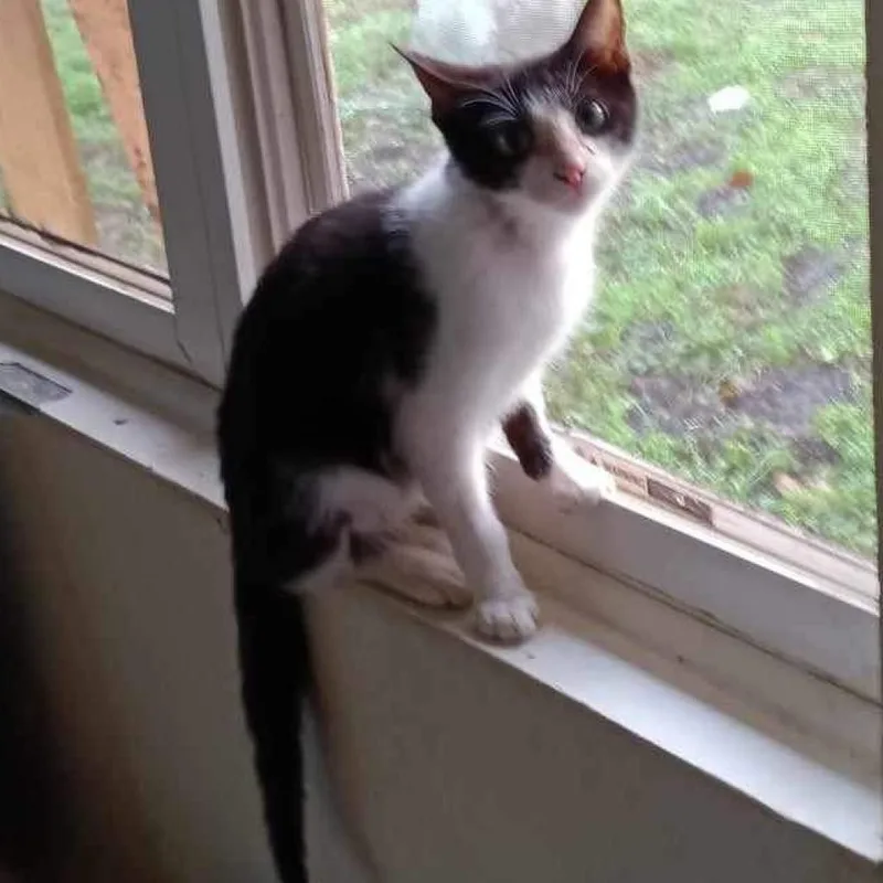 Chuckles thumbnail 2