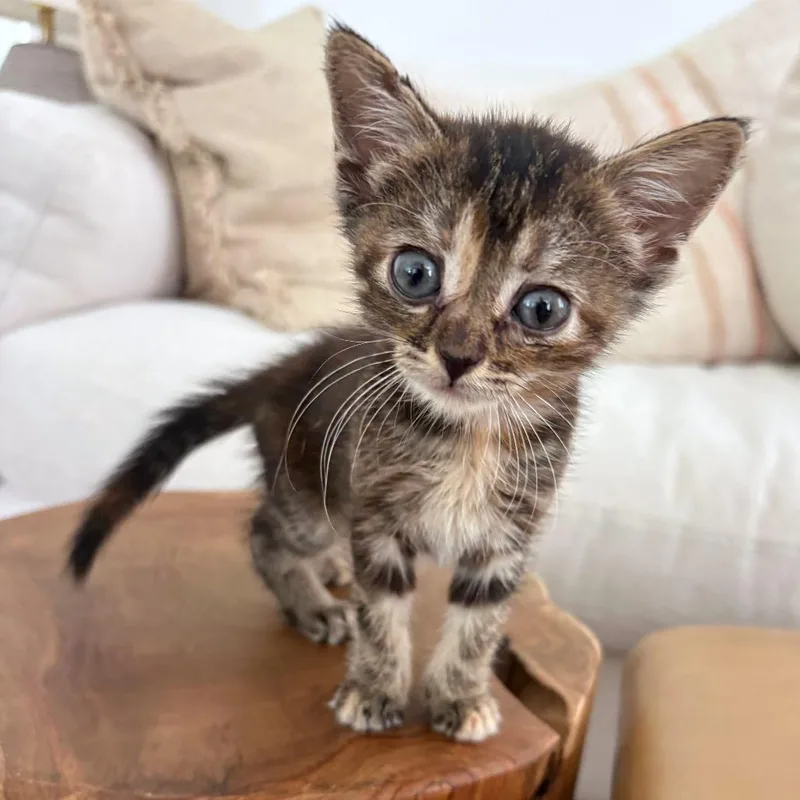 A baby small-sized female Brown / Chocolate Domestic Short Hair cat named Love Me Not for adoption in Austin, TX