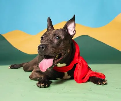 An adult medium-sized female Mixed Breed dog named Shirley for adoption in Atlanta, GA