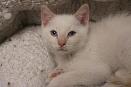 A young medium-sized male Domestic Short Hair cat named Yen for adoption in Kansas City, MO
