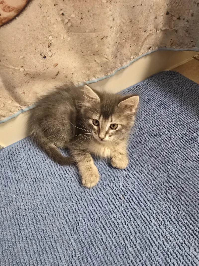 A baby medium-sized female Tabby (Gray / Blue / Silver) Domestic Medium Hair cat named Velma for adoption in Liverpool, TX