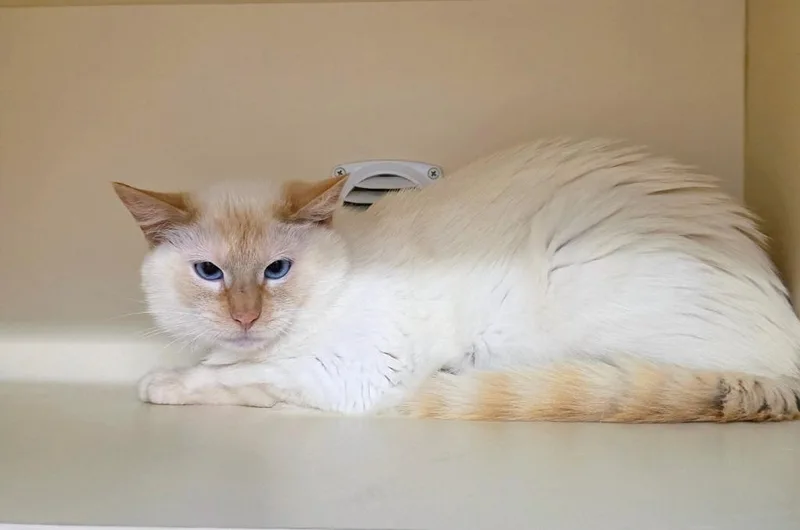 A young medium-sized male Siamese cat named Working Cat: Einstein for adoption in Bloomington, IN