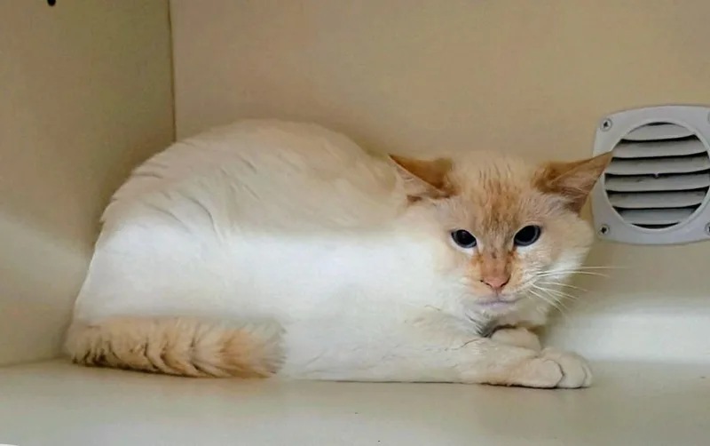 Working Cat: Einstein thumbnail 2