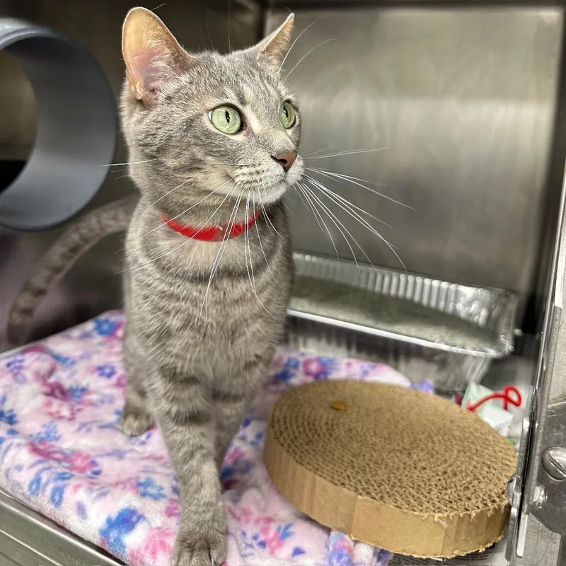 An adult medium-sized female Gray / Blue / Silver Domestic Short Hair cat named Stormie for adoption in Chicago, IL