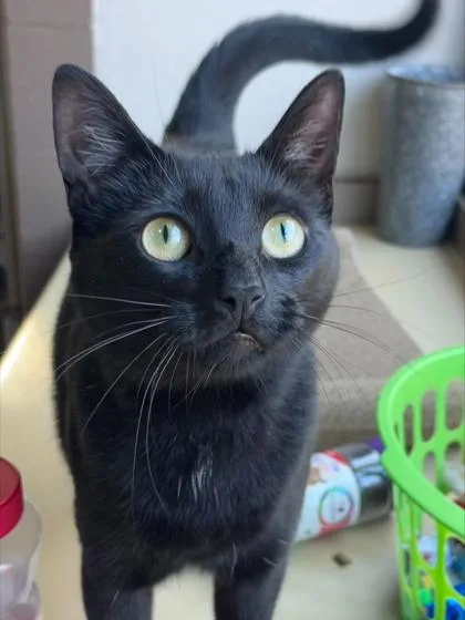 An adult medium-sized female Domestic Short Hair cat named Feyre for adoption in Honolulu, HI