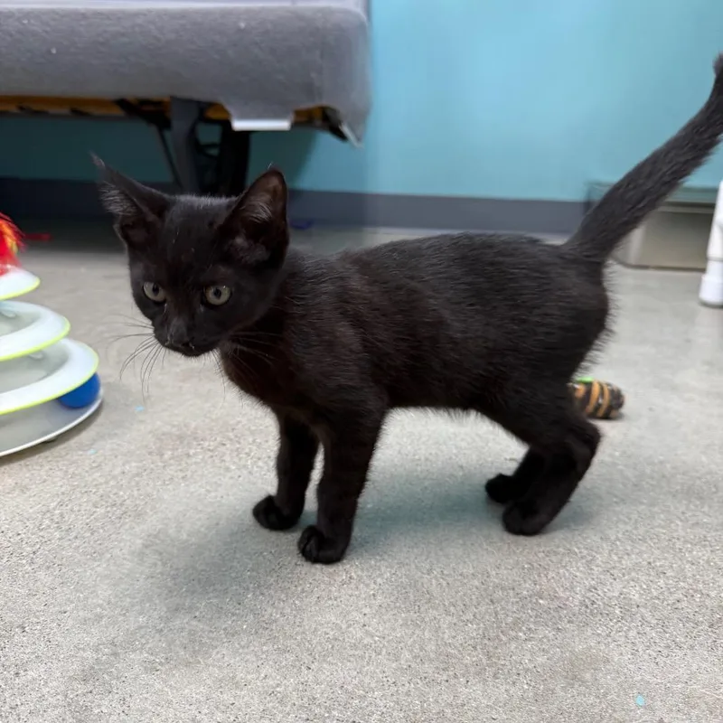 A baby small-sized female Black Domestic Short Hair cat named Meredith for adoption in Archbold , OH